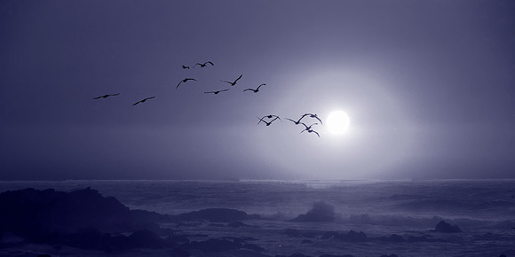 Pelicans by Moonlite.jpg