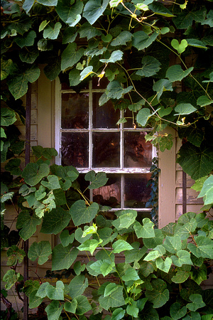 Window and Vines