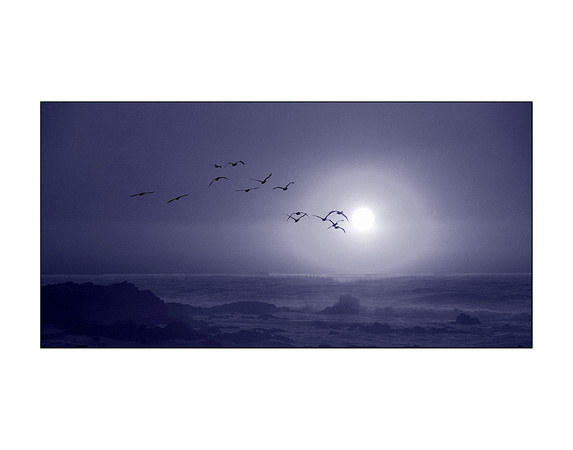 Pelicans by Moonlight