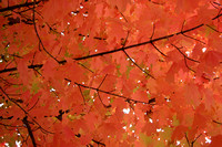 Fall Leaves 2005