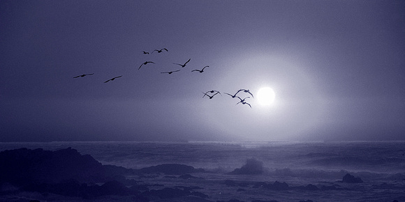 Pelicans by Moonlight
